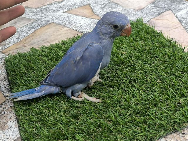 ริงเน็คม่วง รูปที่ 2