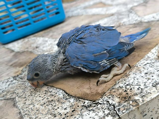 ริงเน็คม่วง