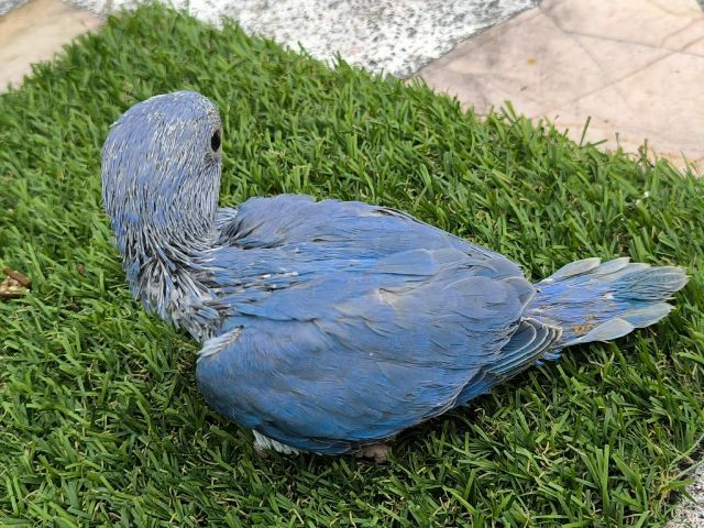 ริงเน็คม่วง รูปที่ 3