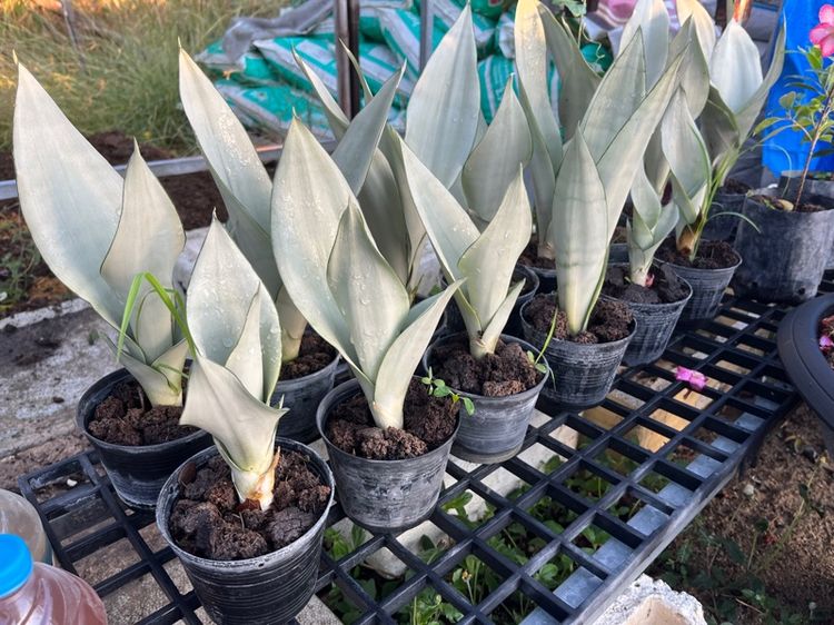 ต้นไม้จริง ต้นลิ้นมังกรมูนไซด์