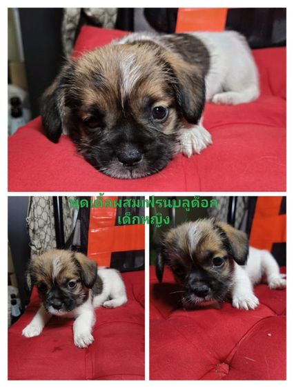 ลูกพุดเดิ้ลผสมเฟรนบลูด็อก