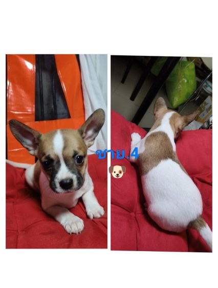 ลูกชิวาว่าผสมเฟรนบลูด็อก อายุ44 วัน รูปที่ 3