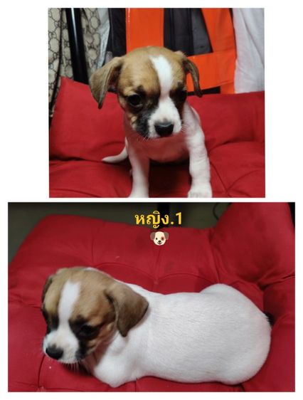 ลูกชิวาว่าผสมเฟรนบลูด็อก อายุ44 วัน รูปที่ 5