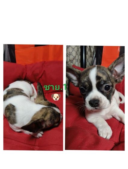 ลูกชิวาว่าผสมเฟรนบลูด็อก อายุ44 วัน รูปที่ 4