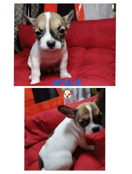 ลูกชิวาว่าผสมเฟรนบลูด็อก อายุ44 วัน รูปที่ 6