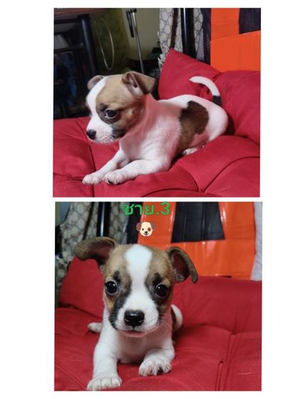 ลูกชิวาว่าผสมเฟรนบลูด็อก อายุ44 วัน รูปที่ 2