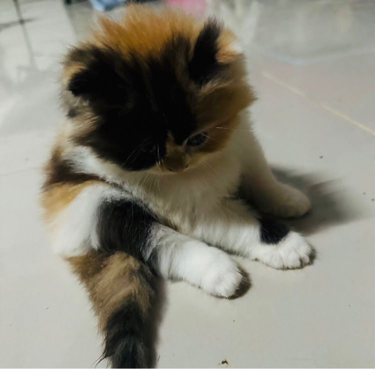 ขายเหมายกคอก  รูปที่ 2