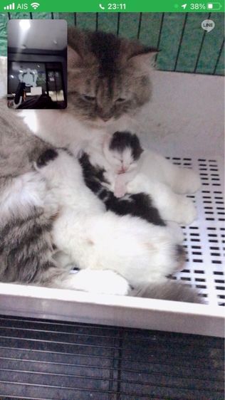 ขายเหมายกคอก 