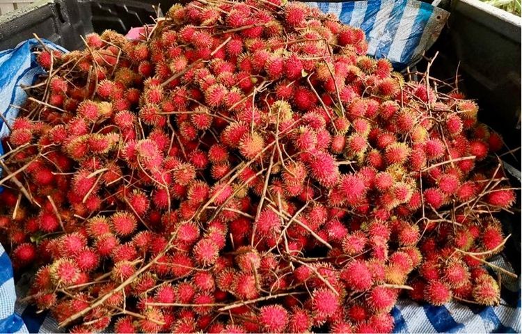 ใช่ สวนผลไม้📍โซนคาเฟ่ ร้านอาหาร ใกล้แหล่งท่องเที่ยว รูปที่ 2