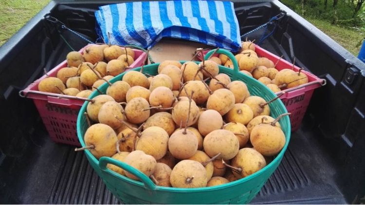 ใช่ สวนผลไม้📍โซนคาเฟ่ ร้านอาหาร ใกล้แหล่งท่องเที่ยว รูปที่ 3