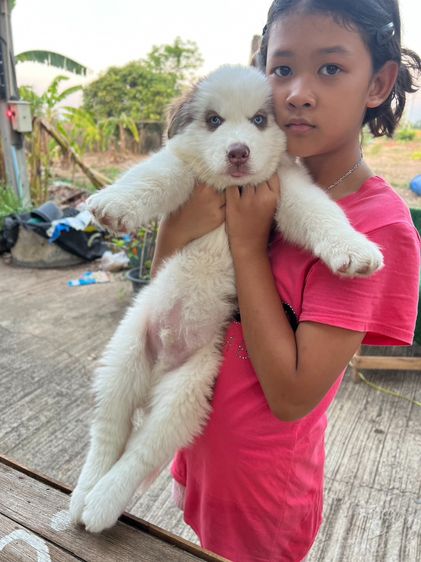 ลูกไซบีเรียนวูลลี่โค๊ด  รูปที่ 2