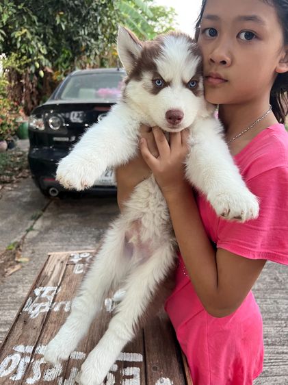 ลูกไซบีเรียนวูลลี่โค๊ด  รูปที่ 3