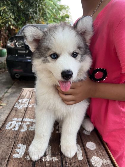 ลูกไซบีเรียนวูลลี่โค๊ด  รูปที่ 4