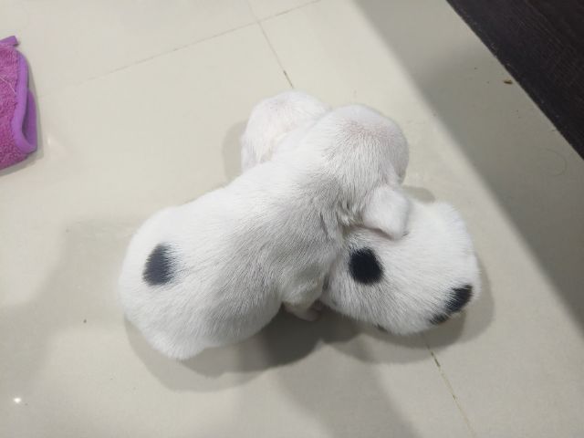 ลูกสุนัขบีเกิ้ล เพศหญิง   ตาฟ้า 1 ข้าง  ทั้งสองตัว รูปที่ 6