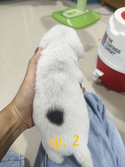 ลูกสุนัขบีเกิ้ล เพศหญิง   ตาฟ้า 1 ข้าง  ทั้งสองตัว รูปที่ 3