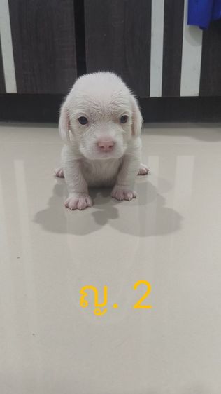 ลูกสุนัขบีเกิ้ล เพศหญิง   ตาฟ้า 1 ข้าง  ทั้งสองตัว