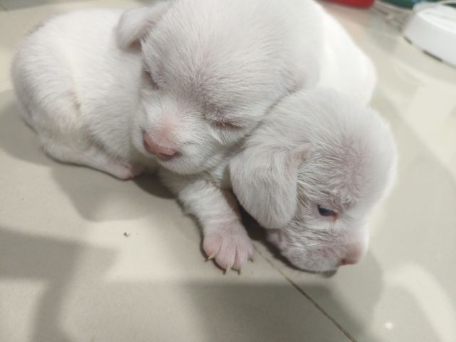 ลูกสุนัขบีเกิ้ล เพศหญิง   ตาฟ้า 1 ข้าง  ทั้งสองตัว รูปที่ 5