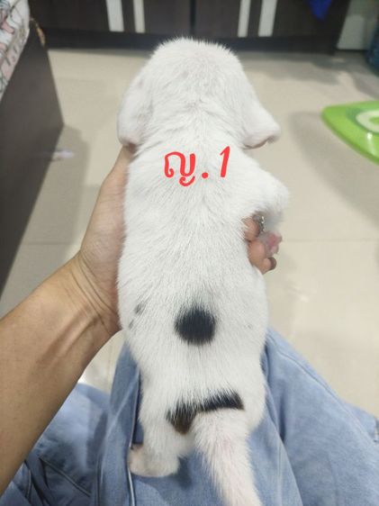 ลูกสุนัขบีเกิ้ล เพศหญิง   ตาฟ้า 1 ข้าง  ทั้งสองตัว รูปที่ 4