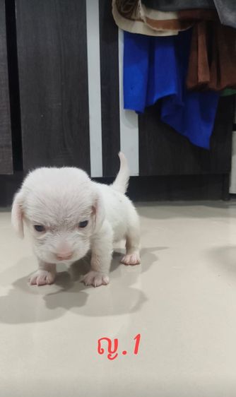 ลูกสุนัขบีเกิ้ล เพศหญิง   ตาฟ้า 1 ข้าง  ทั้งสองตัว รูปที่ 2