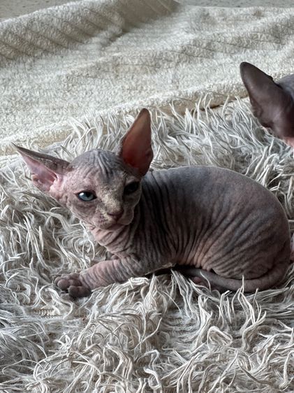 แมวสฟิงซ์ รูปที่ 7