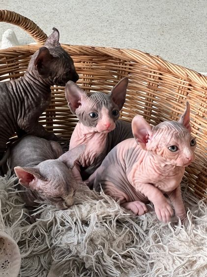 สฟิงซ์ (Sphynx) แมวสฟิงซ์