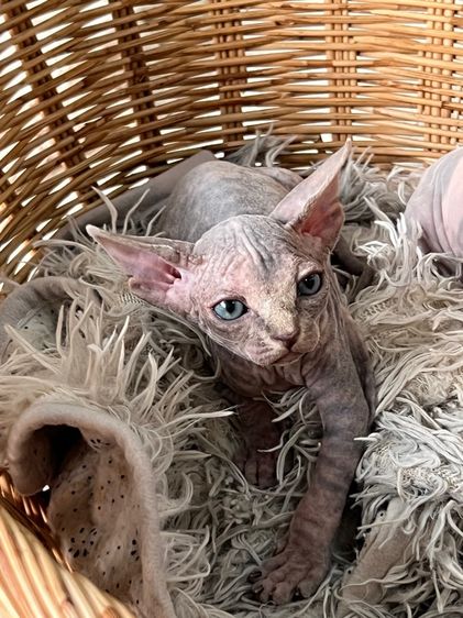 แมวสฟิงซ์ รูปที่ 9