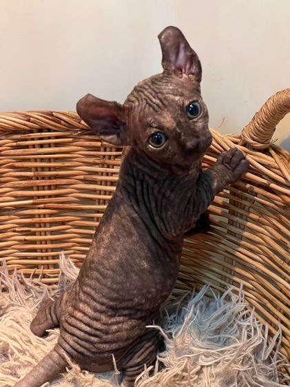 แมวสฟิงซ์ รูปที่ 10