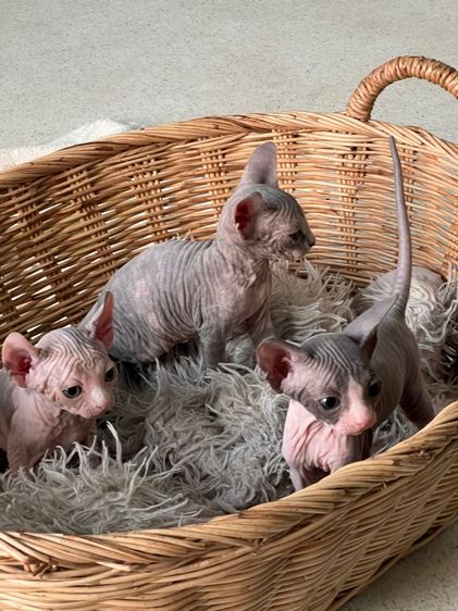 แมวสฟิงซ์ รูปที่ 5