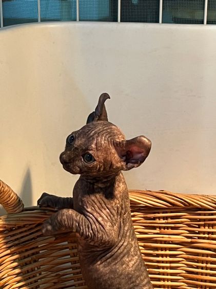 แมวสฟิงซ์ รูปที่ 4