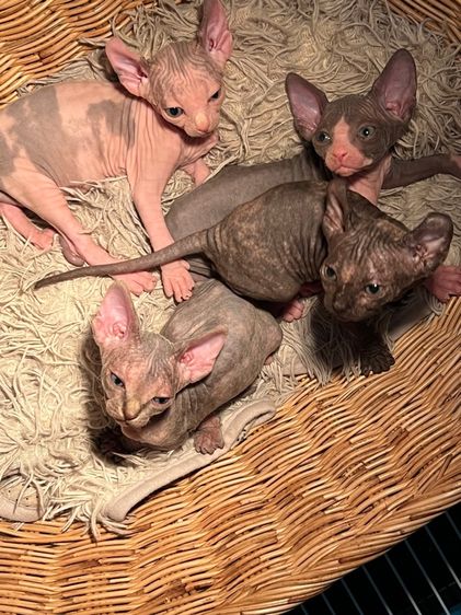 แมวสฟิงซ์ รูปที่ 11