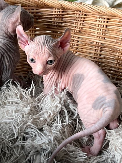 แมวสฟิงซ์ รูปที่ 5