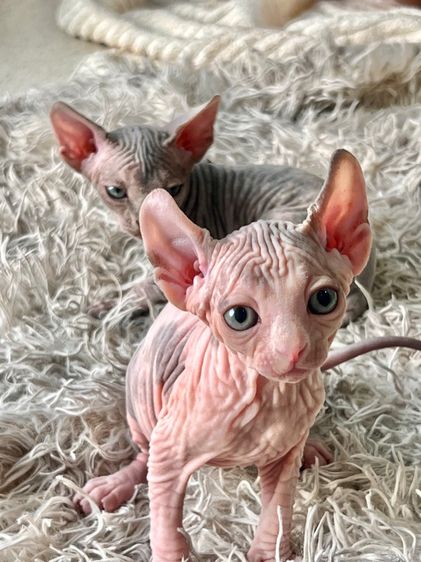 แมวสฟิงซ์ รูปที่ 4