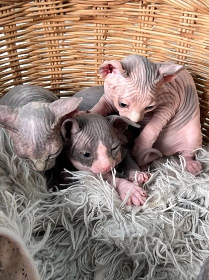 แมวสฟิงซ์ รูปที่ 13