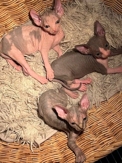 แมวสฟิงซ์ รูปที่ 11