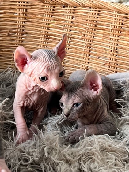 แมวสฟิงซ์ รูปที่ 3