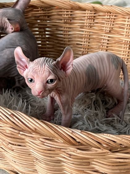 แมวสฟิงซ์ รูปที่ 8