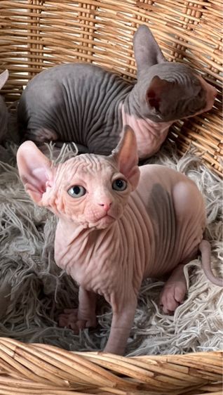 สฟิงซ์ (Sphynx) แมวสฟิงซ์