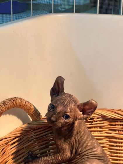 แมวสฟิงซ์ รูปที่ 4