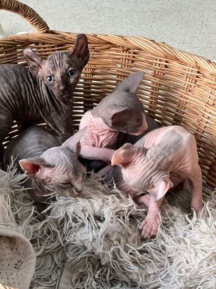 แมวสฟิงซ์ รูปที่ 5