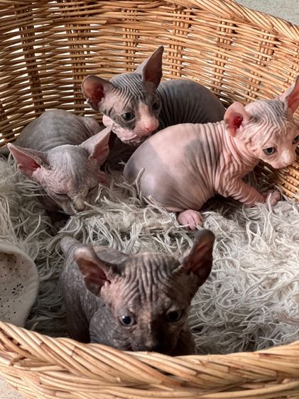 แมวสฟิงซ์ รูปที่ 7