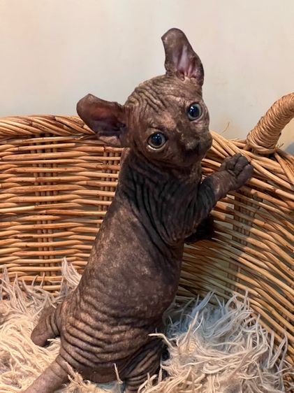 สฟิงซ์ (Sphynx) แมวสฟิงซ์