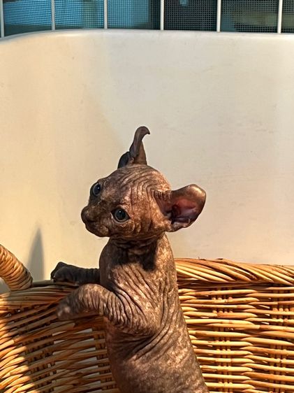 แมวสฟิงซ์ รูปที่ 2