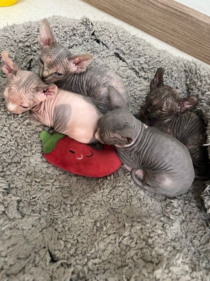 แมวสฟิงซ์ รูปที่ 11