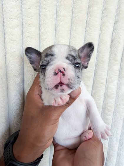 สุนัขเฟรน รูปที่ 4