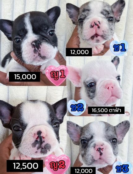 สุนัขเฟรน