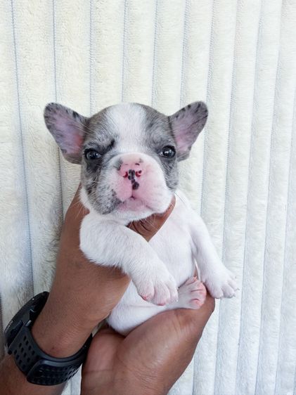 สุนัขเฟรน รูปที่ 6