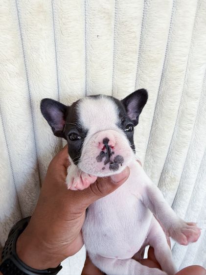 สุนัขเฟรน รูปที่ 3