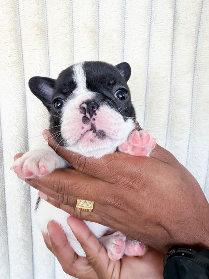 สุนัขเฟรน รูปที่ 2