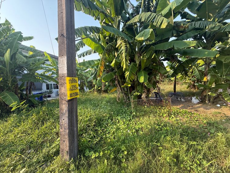 ขายด่วนมาก ที่ดินถมแล้ว 209 ตารางวา ราคาพิเศษ มีนาคม69 รูปที่ 3