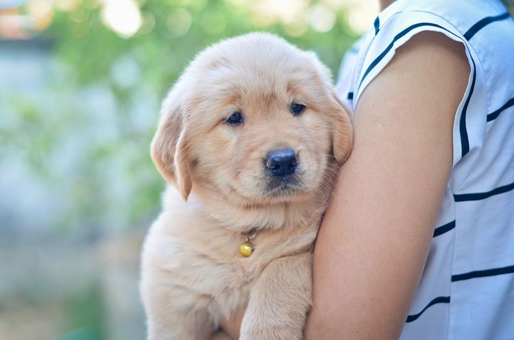 ลูกสุนัขโกลเด้น รีทรีฟเวอร์ (Golden Retriever) พร้อมบ้านใหม่ รูปที่ 2